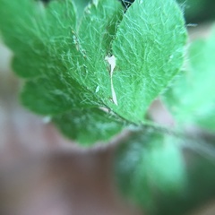 Cheilanthes nudiuscula