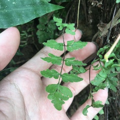 Cheilanthes nudiuscula