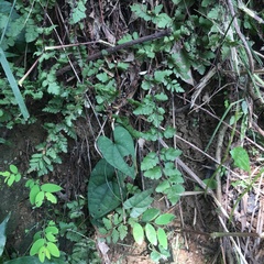 Cheilanthes nudiuscula