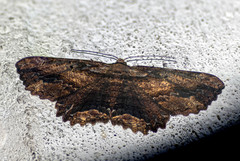 Menophra subplagiata