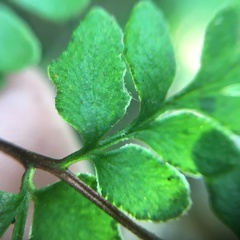 Cheilanthes nudiuscula