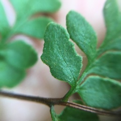 Cheilanthes nudiuscula