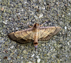 Cnaphalocrocis trebiusalis