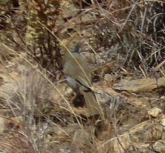 Cisticola fulvicapilla fulvicapilla