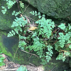 Cheilanthes nudiuscula