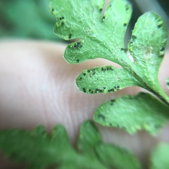 Cheilanthes nudiuscula