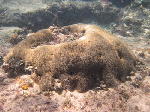 Merulinidae