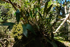 Dendrobium x gracillimum
