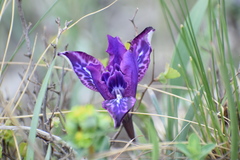 Iris tigridia