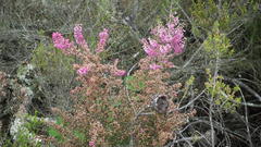 Erica chamissonis polyantha