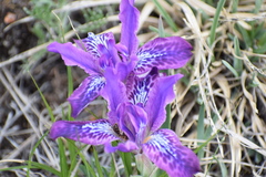 Iris tigridia