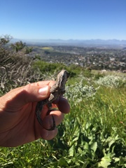 Bradypodion occidentale