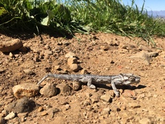 Bradypodion occidentale