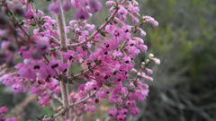 Erica chamissonis polyantha