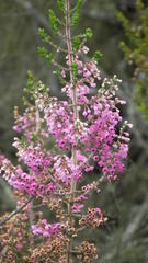 Erica chamissonis polyantha
