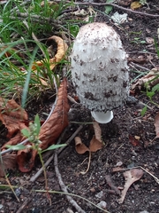 Coprinus comatus