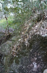 Dendrobium schoeninum