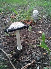 Coprinus comatus