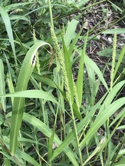 Setaria grisebachii