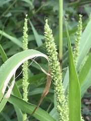 Setaria grisebachii