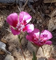 Clarkia speciosa