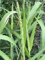 Setaria grisebachii