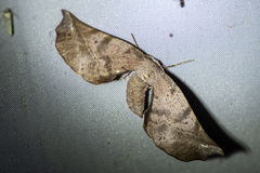 Parepisparis excusata