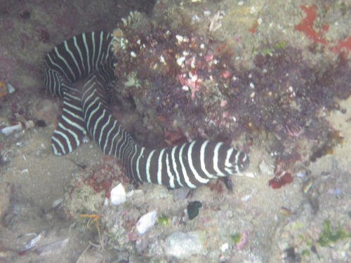 Gymnomuraena zebra
