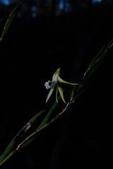 Dendrobium schoeninum