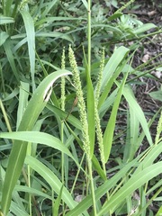 Setaria grisebachii