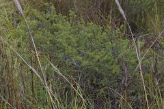 Aspalathus hirta hirta