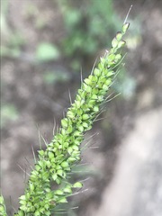 Setaria grisebachii