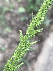 Setaria grisebachii