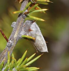 Aspalathus hirta hirta