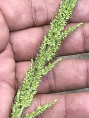 Setaria grisebachii