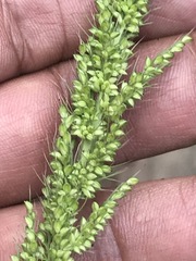 Setaria grisebachii