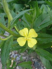 Oenothera pycnocarpa