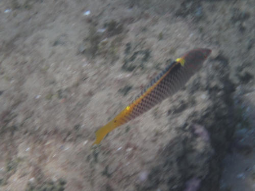 Halichoeres hortulanus
