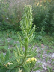 Oenothera pycnocarpa