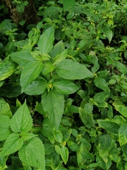 Synedrella nodiflora