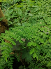 Moringa oleifera