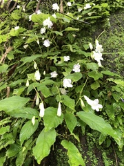 Henckelia anachoreta