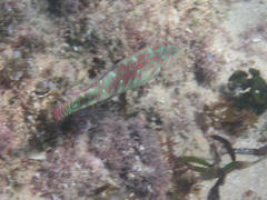 Halichoeres nebulosus