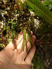 Psilotum complanatum