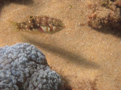 Halichoeres nebulosus