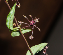 Vincetoxicum fasciculatum