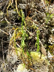 Psilotum complanatum