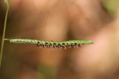 Paspalum scrobiculatum