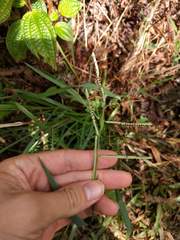 Paspalum scrobiculatum