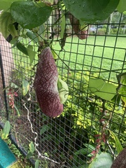 Aristolochia gigantea
